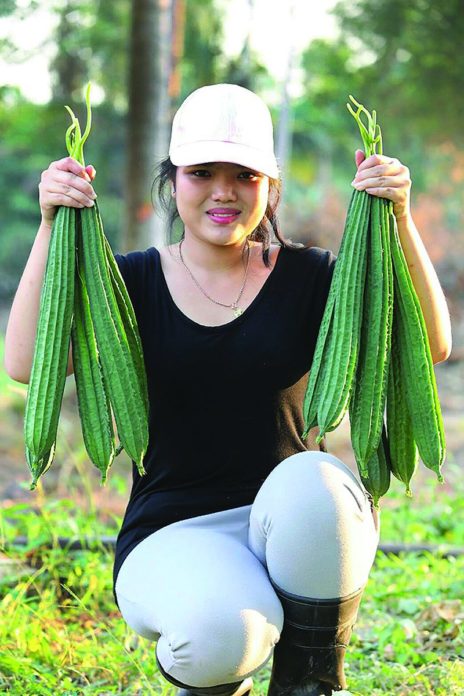 ปลูกผักปลอดสาร