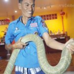 ตะลึงเจอโคตรจงอางยักษ์ ขนลุกขนพองตัวใหญ่มากๆ สุดน่ากลัวโผล่เกาะรั้วบ้าน