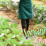 อยากกินผักผลไม้ แต่กลัวสารเคมี ฟังทางนี้ มีวิธีลดเสี่ยง