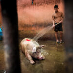ฝรั่งเผยภาพโรงฆ่าสัตว์ไทย โหดสุดพีก ทุบแล้วเชือด! จี้เปลี่ยนวิธี-ลดทารุณ