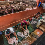 ฝรั่งเผยภาพโรงฆ่าสัตว์ไทย โหดสุดพีก ทุบแล้วเชือด! จี้เปลี่ยนวิธี-ลดทารุณ