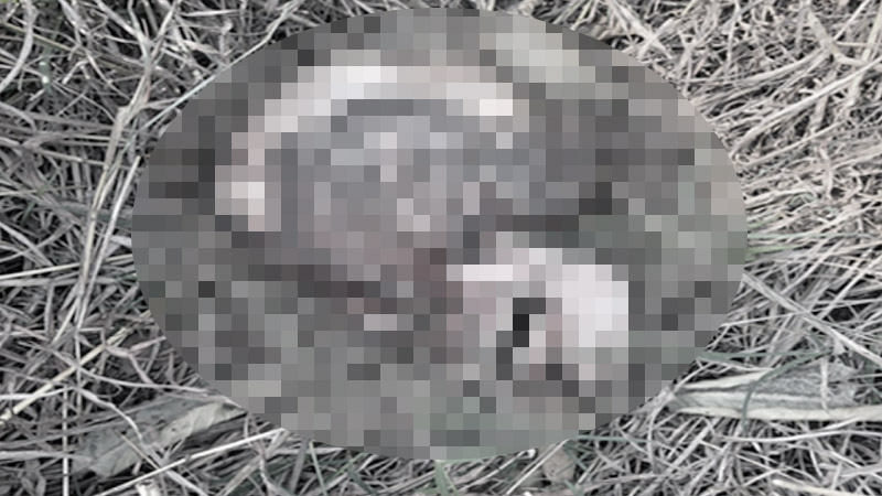 สิงโต