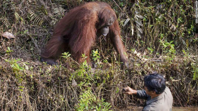 ลิงอุรังอุตังยื่นมือให้