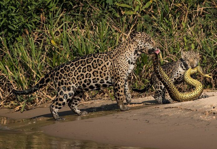 รางวัลภาพถ่ายสัตว์ป่าธรรมชาติ