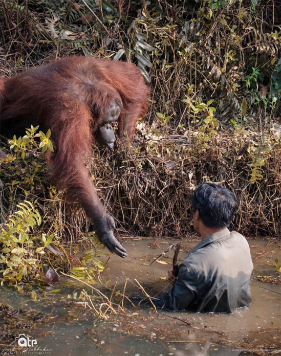 ลิงอุรังอุตังยื่นมือให้