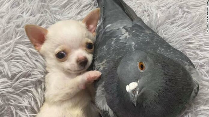 นกพิราบบินไม่ได้กับหมาน้อยขาพิการ