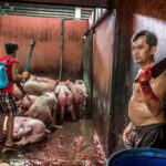 ฝรั่งเผยภาพโรงฆ่าสัตว์ไทย โหดสุดพีก ทุบแล้วเชือด! จี้เปลี่ยนวิธี-ลดทารุณ