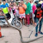 เห็นตัวเป็นๆถึงตะลึง‘พญาบองหลา’ตัวใหญ่ยักษ์ เจ้าของบ้านเจอซุกห้องน้ำผงะโกยอ้าว