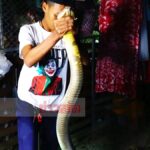 ผงะอึ้งยืนตะลึง! ออกมาดูทำไมแมวตกใจร้องวิ่งพล่าน เจอบองหลาตัวเบ้อเร่อขู่คำรามสุดสะพรึง(คลิป)