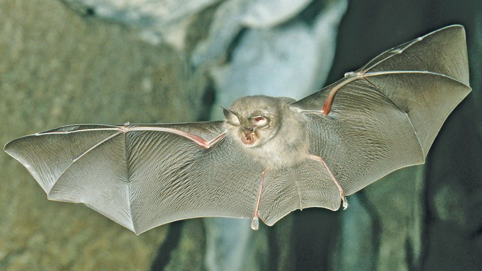 Lesser Horseshoe Bat