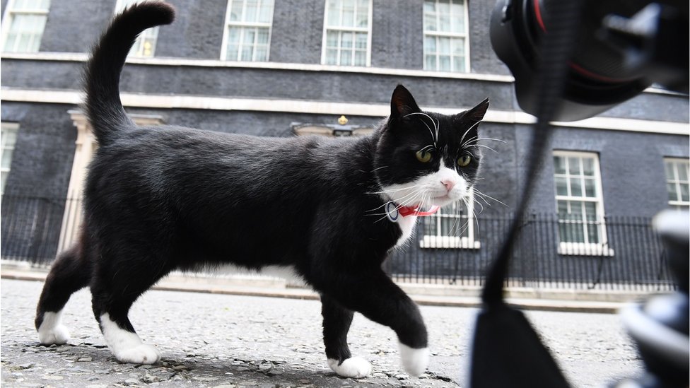 Palmerston, the Foreign & Commonwealth Office (FCO) cat investigates media cameras at ground level in front of 10 Downing Street in central London on June 9, 2017