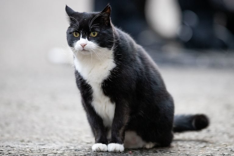 Palmerston, the Foreign & Commonwealth Office (FCO) cat
