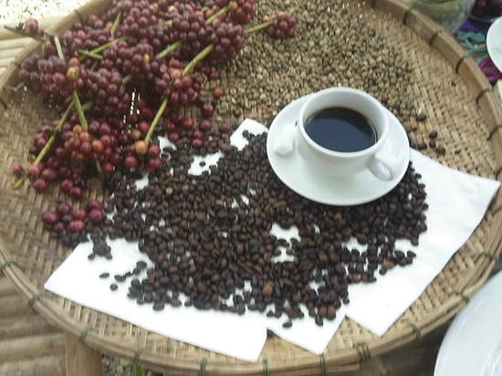 ลิ้มรสกาแฟ‘ป่าแก่งกระจาน’