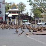 คนเฒ่าคนแก่เชื่อเป็นลางไม่ดี! ลิงศาลพระกาฬ 2 กลุ่มยกพวกนับพันตีกันกลางถนน(คลิป)