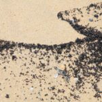 กรมฯทะเล เคลียร์ก้อนน้ำมันเกลื่อนหาดปากพนัง-ขนอม จ.นครศรีฯ