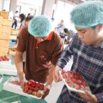 สตรอว์เบอร์รี่พระราชทาน ๘๐ สร้างรายได้เกษตรกรพื้นที่สูง “ตามรอย...ดอยคำ” สืบสาน-สานต่อ โครงการพระราชดำริในหลวง ร.9