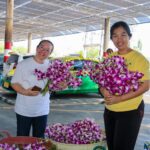 ร้านแอร์ออร์คิดส์ ซูเปอร์มาร์เก็ตกล้วยไม้แห่งแรกของไทย
