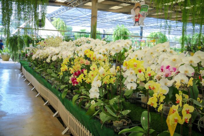 กล้วยไม้แห่งแรกของไทย - ร้านแอร์ออร์คิดส์ ซูเปอร์มาร์เก็ตกล้วยไม้ ที่รวบรวม
