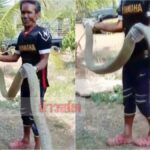 เพื่อนบ้านเห็นตัวเป็นๆ ตะโกนปลุกให้รีบหนี บองหลาสีเผือกตัวใหญ่ยักษ์โผล่ชูคอข้างที่นอน(คลิป)
