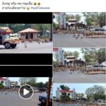 ด่วน! สุดระทึก ลิงลพบุรี ฝูงใหญ่ เปิดศึกยกพวก ไล่ตีกันกลางเมือง ไม่แคร์คน (คลิป)
