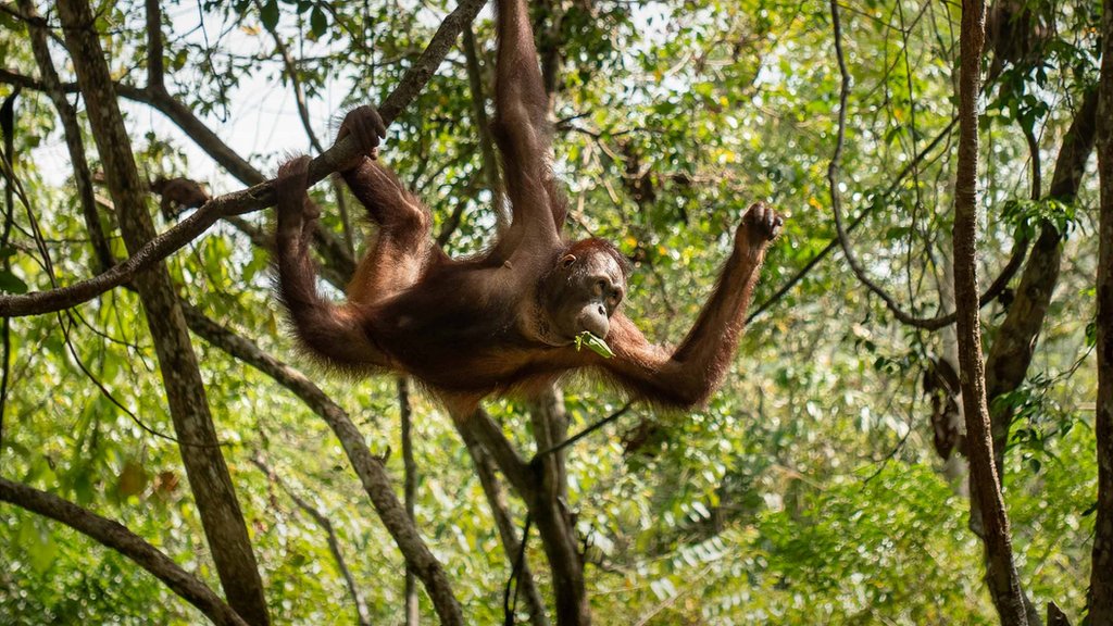 Orangutan swinging in Borneo forest