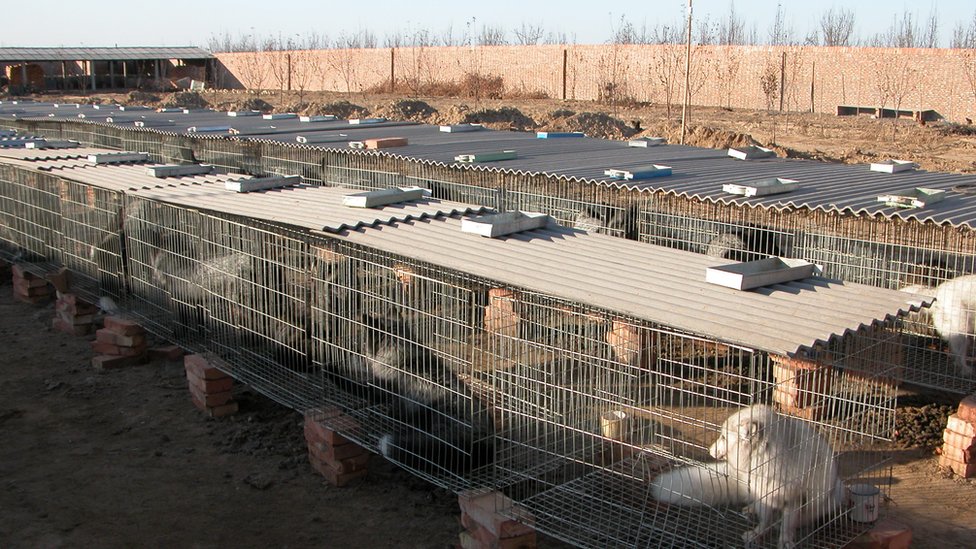 Legal captive breeding of fox in northern China