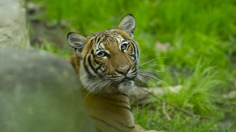 A Malayan tiger cub in its enclosure at the Bronx Zoo on 27 April 2017