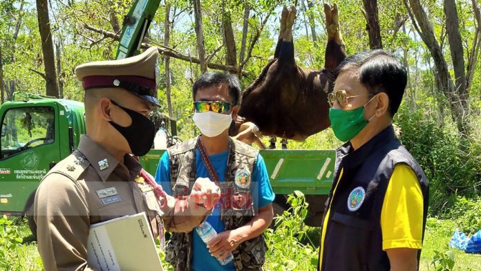 กระทิงเขาใหญ่แย่งตัวเมีย