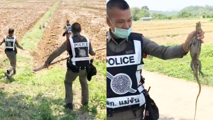 ตร.ไล่จับตะกวด