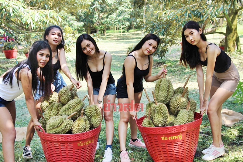 สาวทีมแดนเซอร์สะบัดช่อ โชว์ผลงานการเก็บทุเรียนในสวนป๋าต้อย จ.ระยอง