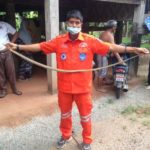 เจ้าของผวา! งูจงอาง เลื้อยซ่อนตัวในซุ้มล้อ แห่ส่องเลขทะเบียนรถ