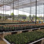 สวนนงนุชอัญเชิญธงมนตรา ได้ฤกษ์ 30 พ.ค.เปิดให้เข้าชมฟรีไปตลอดเดือนมิ.ย.