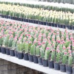 สวนนงนุชอัญเชิญธงมนตรา ได้ฤกษ์ 30 พ.ค.เปิดให้เข้าชมฟรีไปตลอดเดือนมิ.ย.