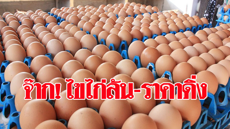 ไข่ล้นตลาดราคาร่วง ไข่ล้นตลาดราคาร่วง