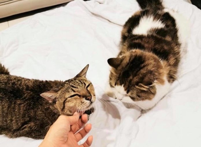 เบลล่า เศร้า