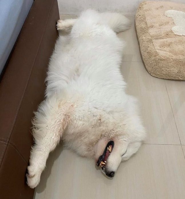 บุ๋ม ปนัดดา บุ๋ม ปนัดดา