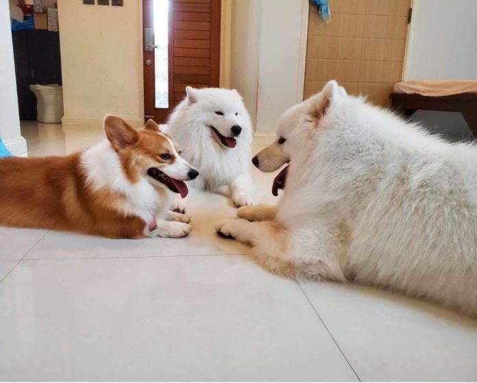 บุ๋ม ปนัดดา บุ๋ม ปนัดดา