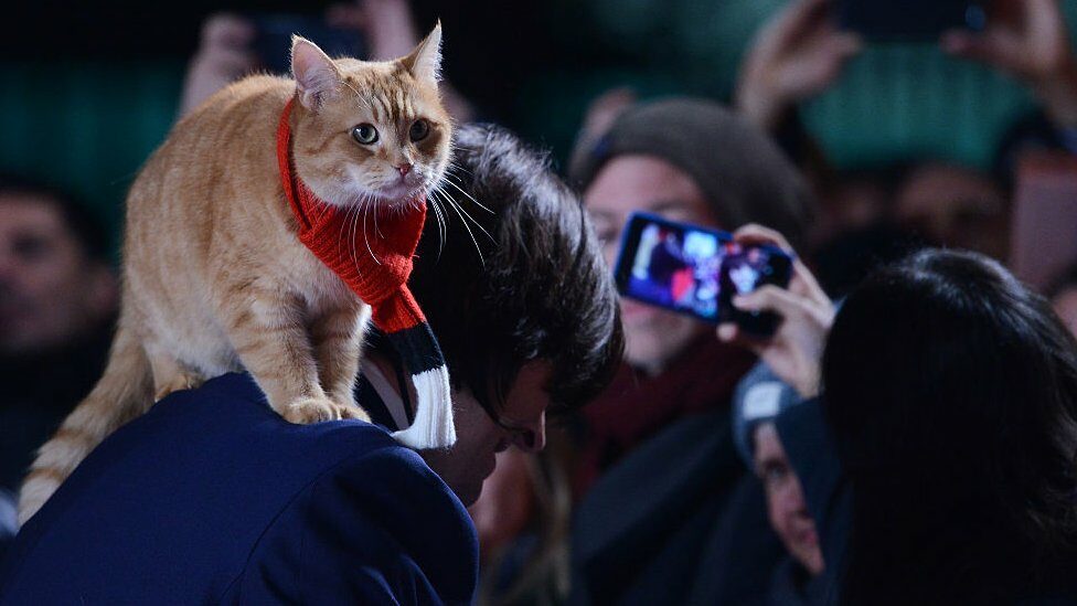 A street cat named Bob