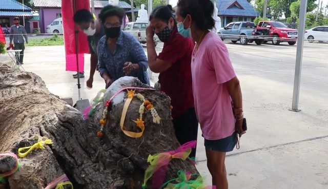 ชาวบ้านแห่ขอโชคลาภ ต้นตะเคียน ที่เพิ่งนำขึ้นมาจากบ่อน้ำร้าง