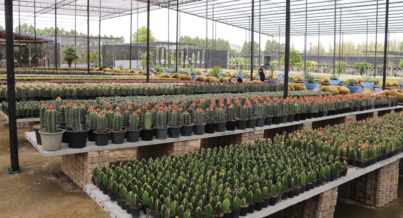 10ปีมีหน‘ดอกบุกยักษ์’เบ่งบาน ฉลองสวนนงนุชเปิดรับนักท่องเที่ยว