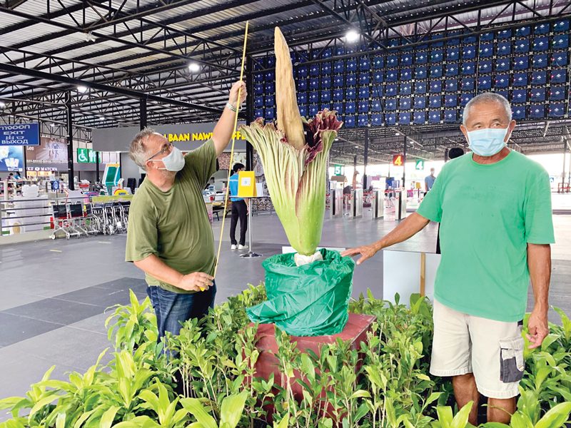 10ปีมีหน‘ดอกบุกยักษ์’เบ่งบาน ฉลองสวนนงนุชเปิดรับนักท่องเที่ยว