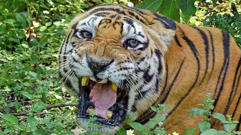 อินเดียส่งเสือฆ่า 3 ศพ “ขังยาว”