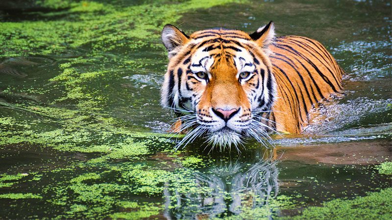 อินเดียส่งเสือฆ่า 3 ศพ “ขังยาว”