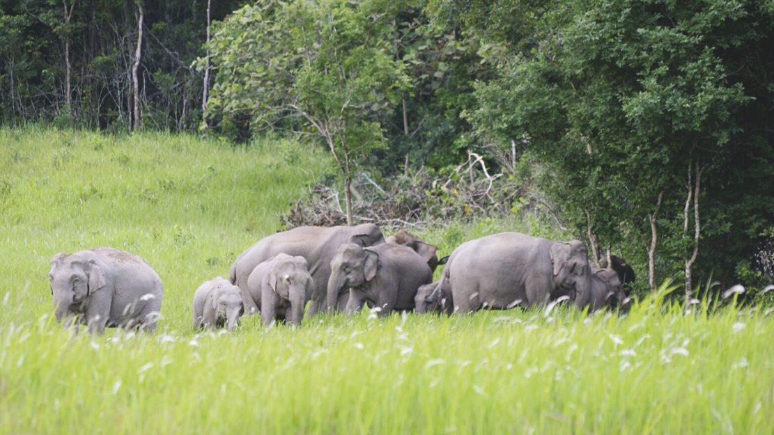 หน.เขาใหญ่ย้ำต้องจองที่พักออนไลน์เตือนขับรถระวัง‘สัตว์ป่า’