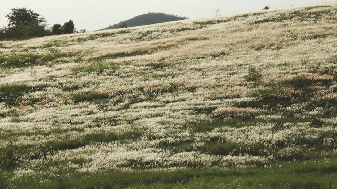 หน.เขาใหญ่ย้ำต้องจองที่พักออนไลน์เตือนขับรถระวัง‘สัตว์ป่า’