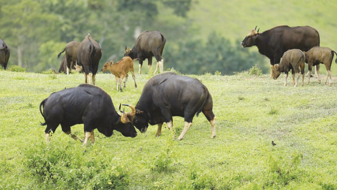 หน.เขาใหญ่ย้ำต้องจองที่พักออนไลน์เตือนขับรถระวัง‘สัตว์ป่า’