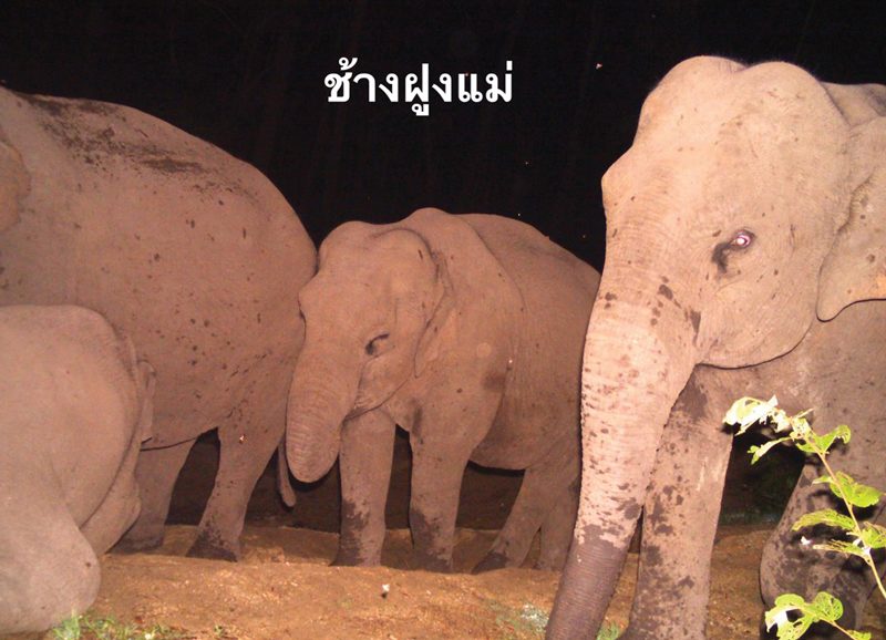 ลุ้นส่งลูกช้างพลัดหลง คืนสู่โขลง-ป่าห้วยขาแข้ง : ข่าวสด หลาก&หลาย