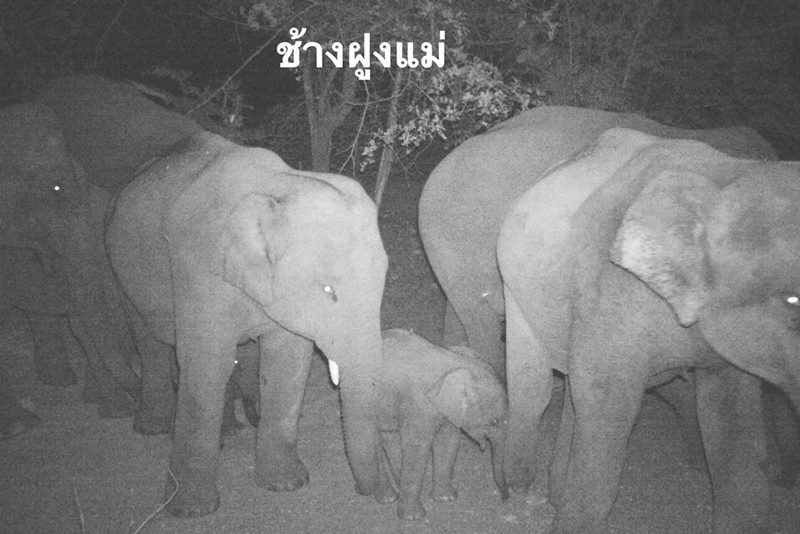 ลุ้นส่งลูกช้างพลัดหลง คืนสู่โขลง-ป่าห้วยขาแข้ง : ข่าวสด หลาก&หลาย