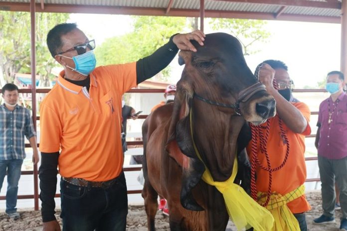 วัวฮินดู