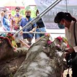 แห่ขอเลขเด็ดแมวตะเคียน แม่ย่าสร้อยสุวรรณ หลังให้โชคถูกเป็นแสน!